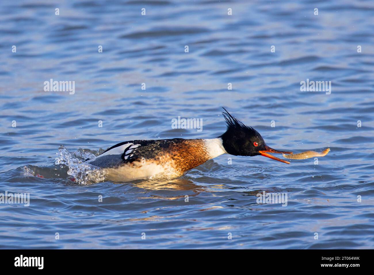 Red-breasted merganser (Mergus serrator) male swimming in sea and catching rock gunnel / butterfish (Pholis gunnellus) fish prey in winter Stock Photo