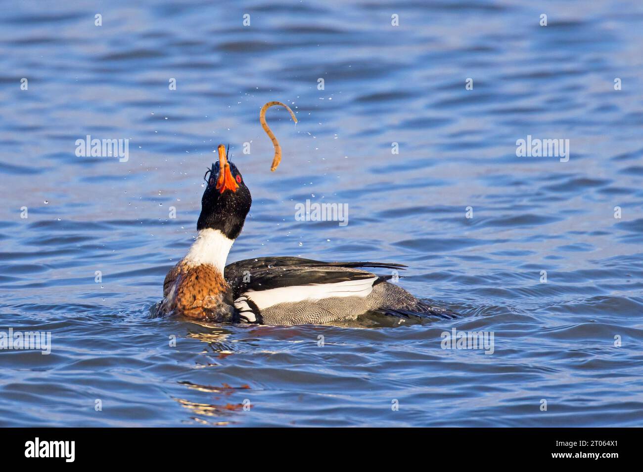 Red-breasted merganser (Mergus serrator) male swimming in sea and catching rock gunnel / butterfish (Pholis gunnellus) fish prey in winter Stock Photo