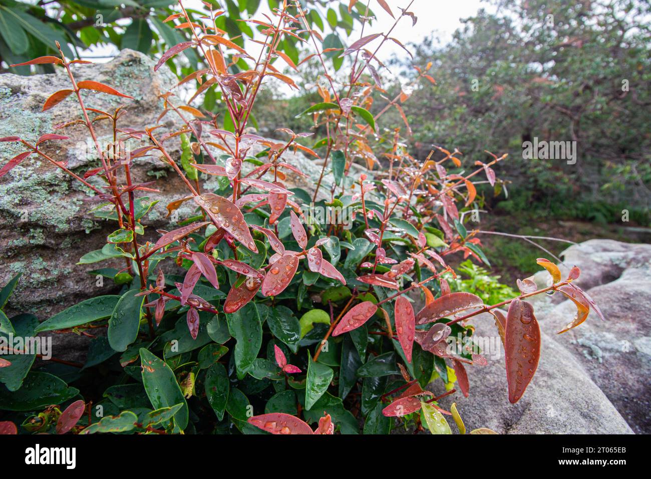 Vibrant shrub hi-res stock photography and images - Alamy