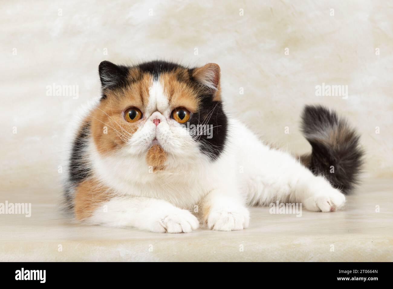 beautiful exotic shorthair cat lies on light background of studio. Color tortoiseshell with white Stock Photo