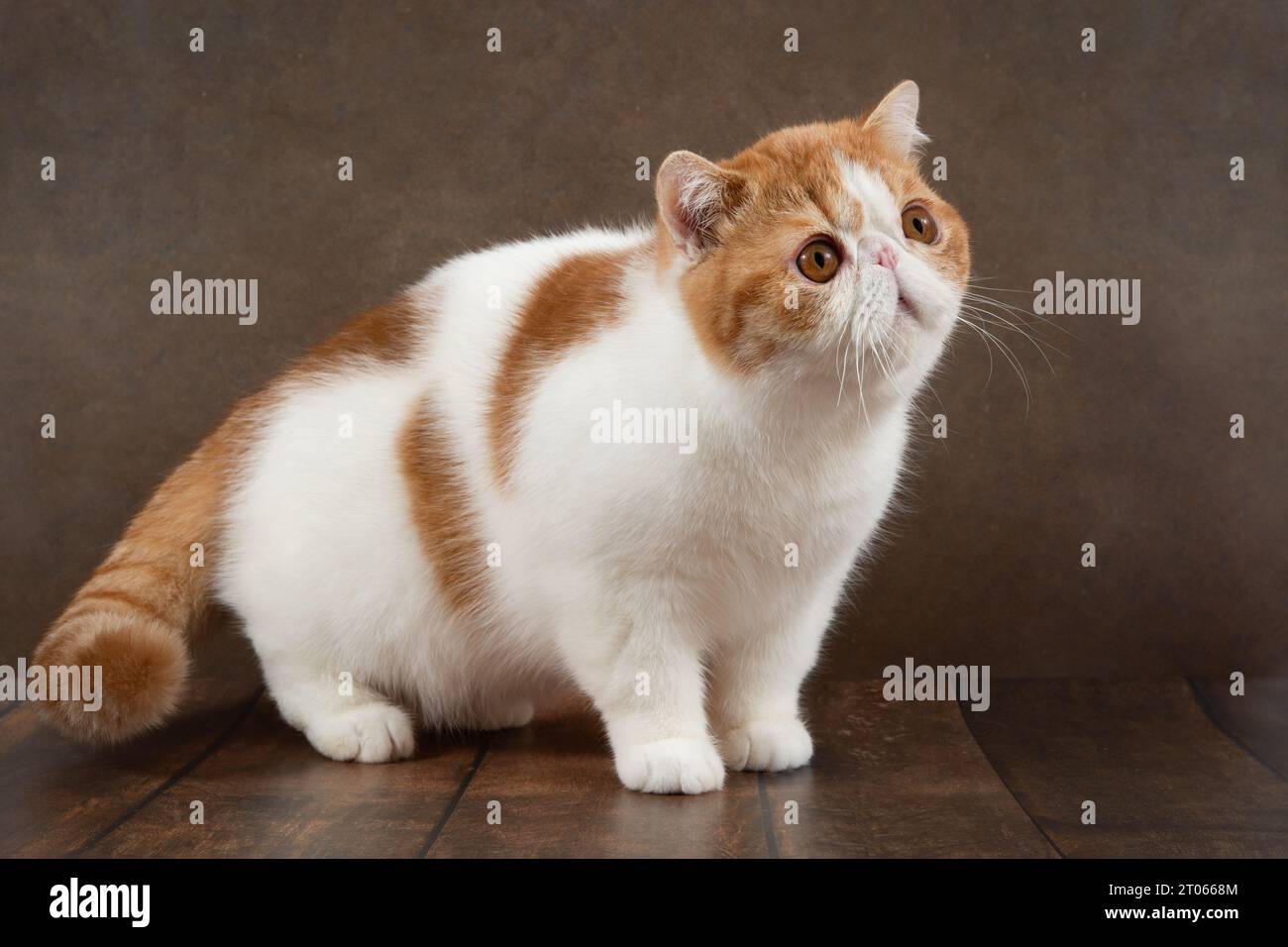 beautiful exotic shorthair cat lies on the brown background of the studio. Color red with white Stock Photo