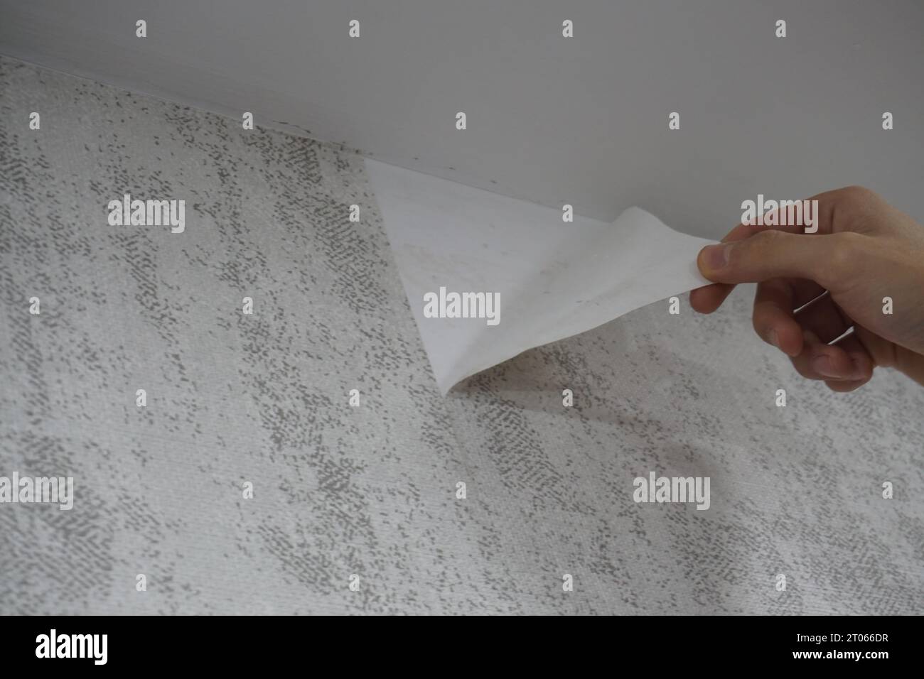 Removing wallpaper manually. Removing wallpaper to renew Stock Photo