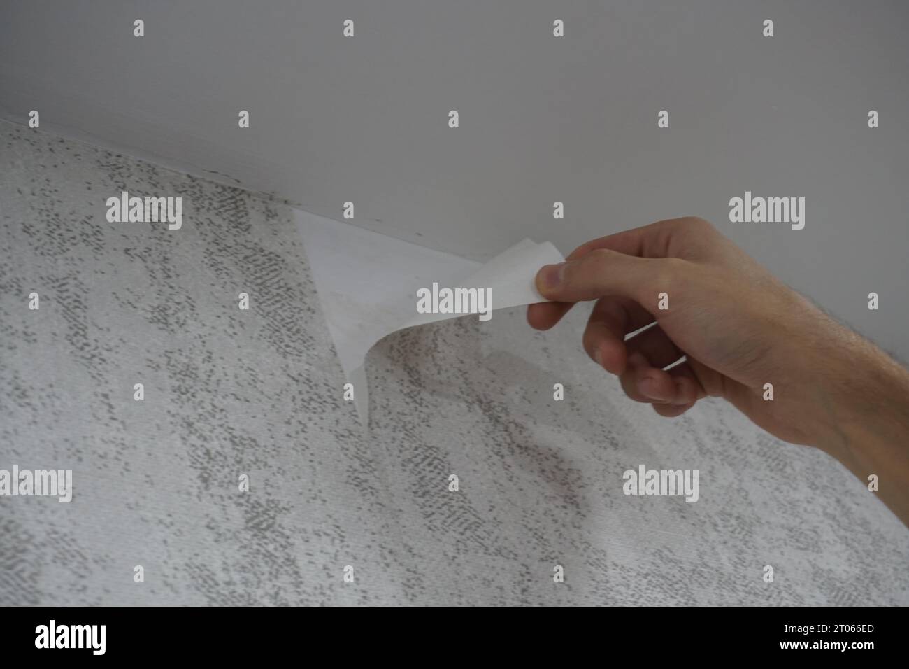 Removing wallpaper manually. Removing wallpaper to renew Stock Photo