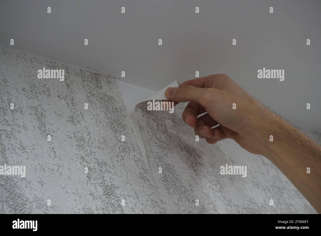 Removing wallpaper manually. Removing wallpaper to renew Stock Photo