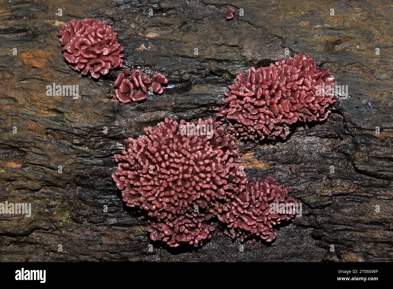 Ascocoryne sarcoides (purple jellydisc) is a jelly fungus found on dead wood. It is distributed widely in North America, Europe and Asia. Stock Photo