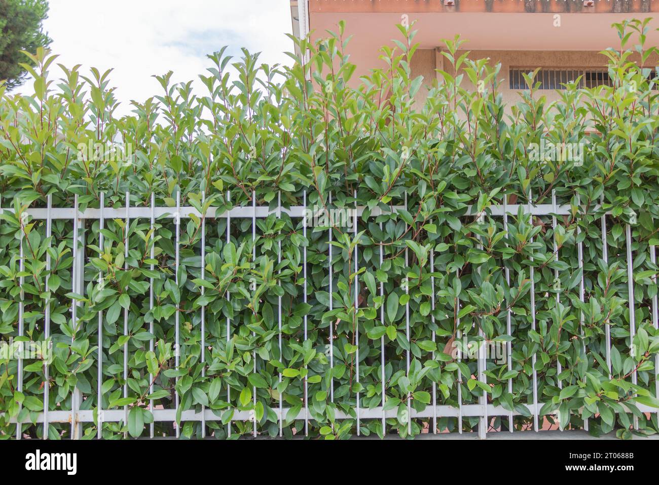 Nature's Contrast: Photinia Glabra Bush in Front of Modern Building. Stock Photo