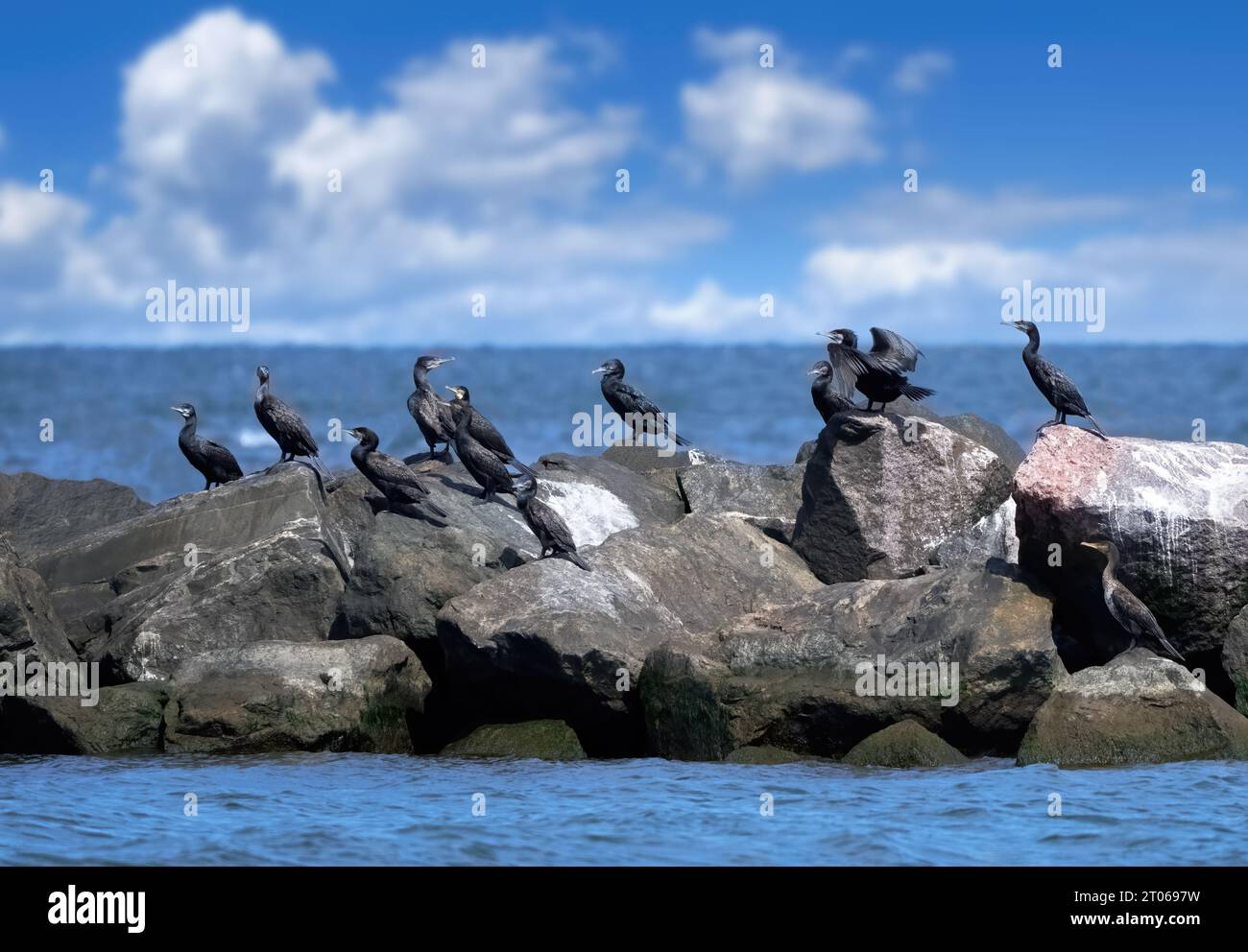 Group of cormorants (Phalacrocorax carbo) sitting on large stones of a protective wall in the sea Stock Photo