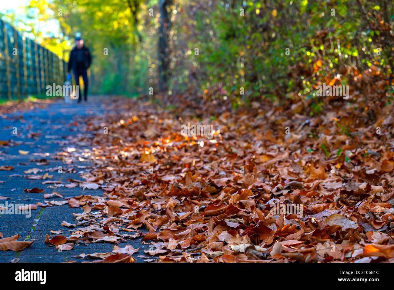 Walking path in the park strewn with yellow autumn foliage. Lonely ...