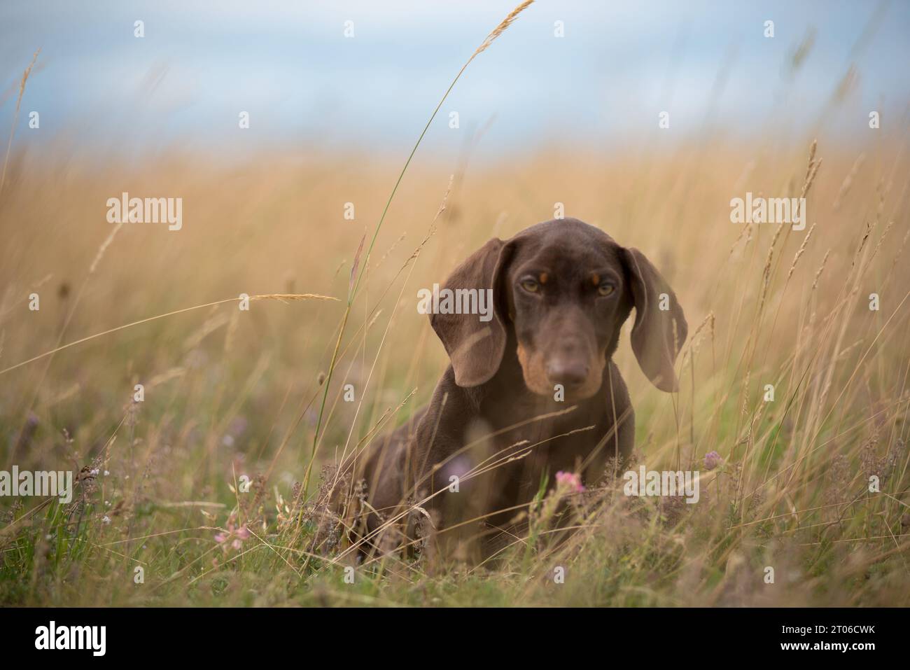Adorable dachshund puppy playing in the grass Stock Photo