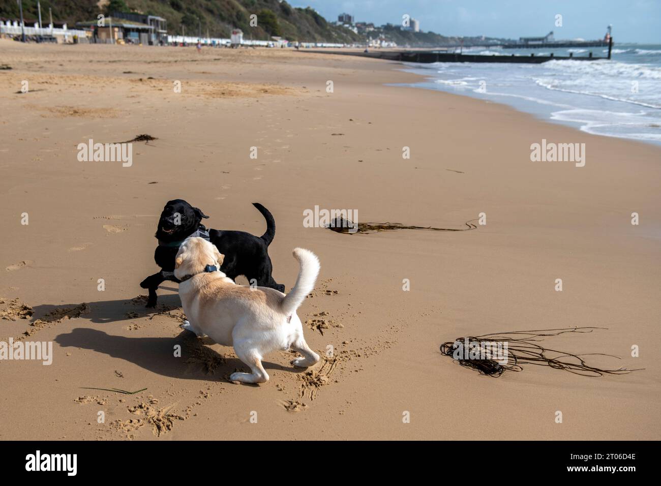 Dogs running on the beach in Bournemouth at the end of September 2023