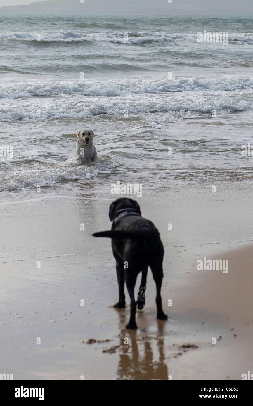 Dogs running on the beach in Bournemouth at the end of September 2023