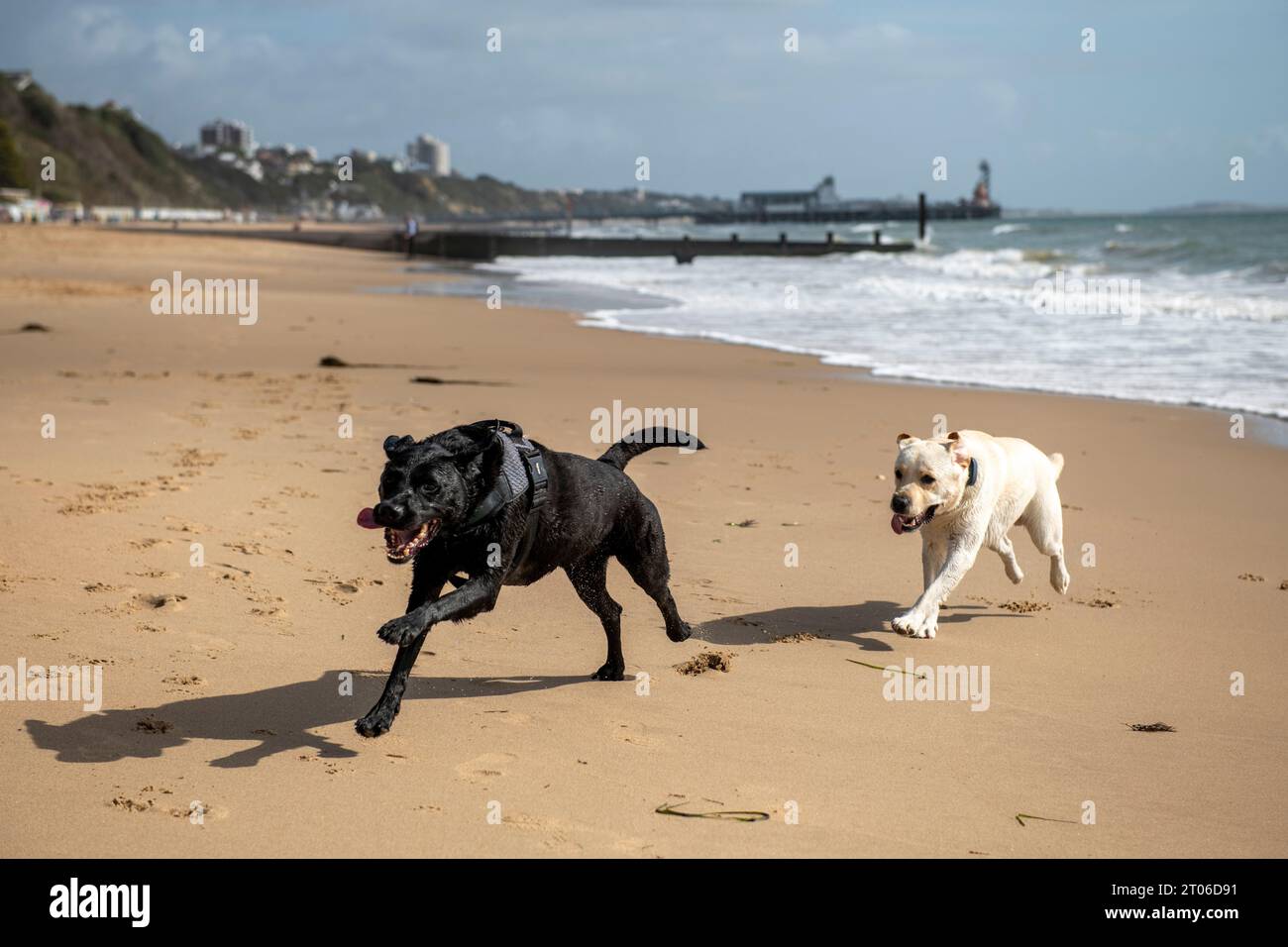 Dogs running on the beach in Bournemouth at the end of September 2023