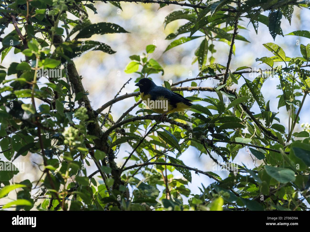 Perched Hooded Mountain Tanager (Buthraupis montana) in Ecuador Stock Photo