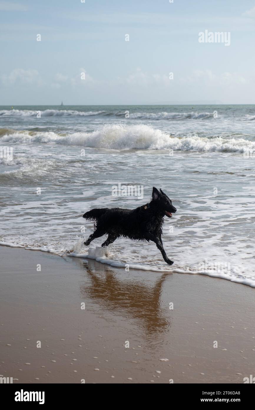 Flat coated setter running on the beach in Bournemouth at the end of