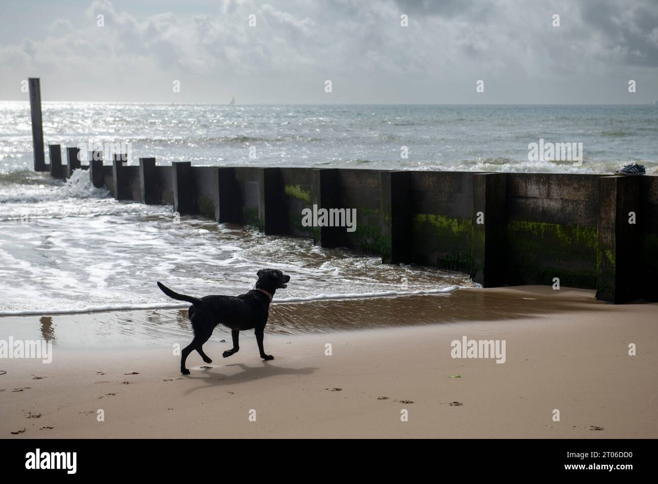 Black labrador running on the beach in Bournemouth at the end of