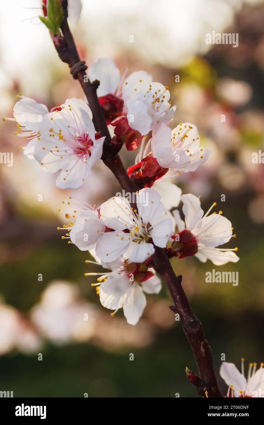apple garden in full blossom. twig closeup on bright background Stock Photo