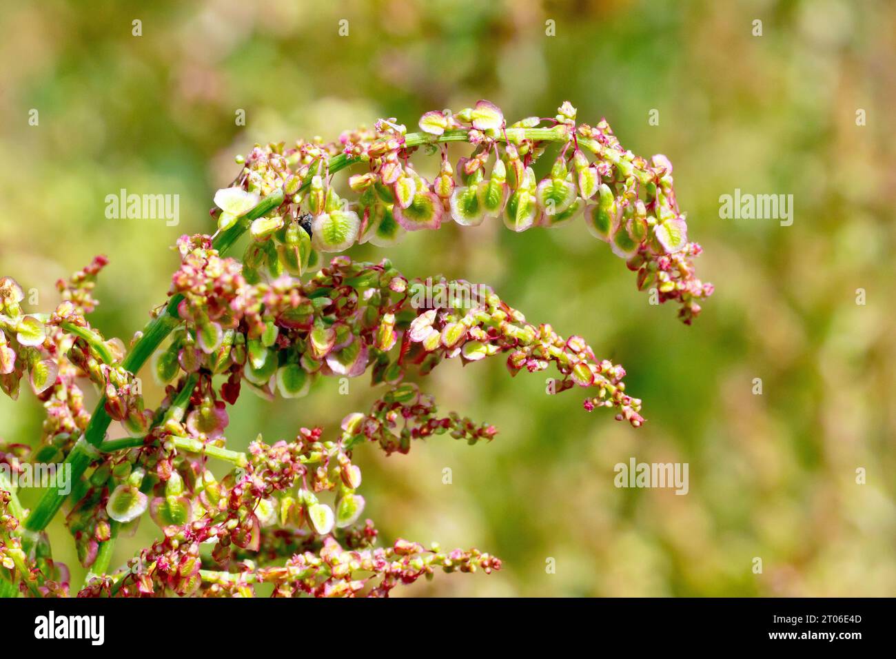Common Sorrel (rumex acetosa), close up showing the winged seed capsules hanging on the plant after the flowers have died. Stock Photo