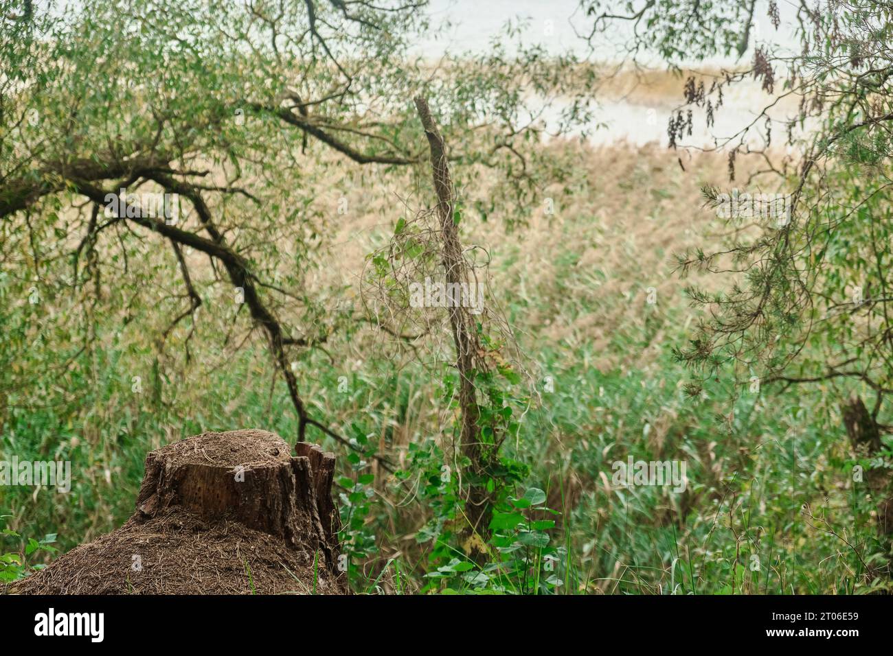 Close-up of roots of a tree growing on a tree stump in a rainforest ...