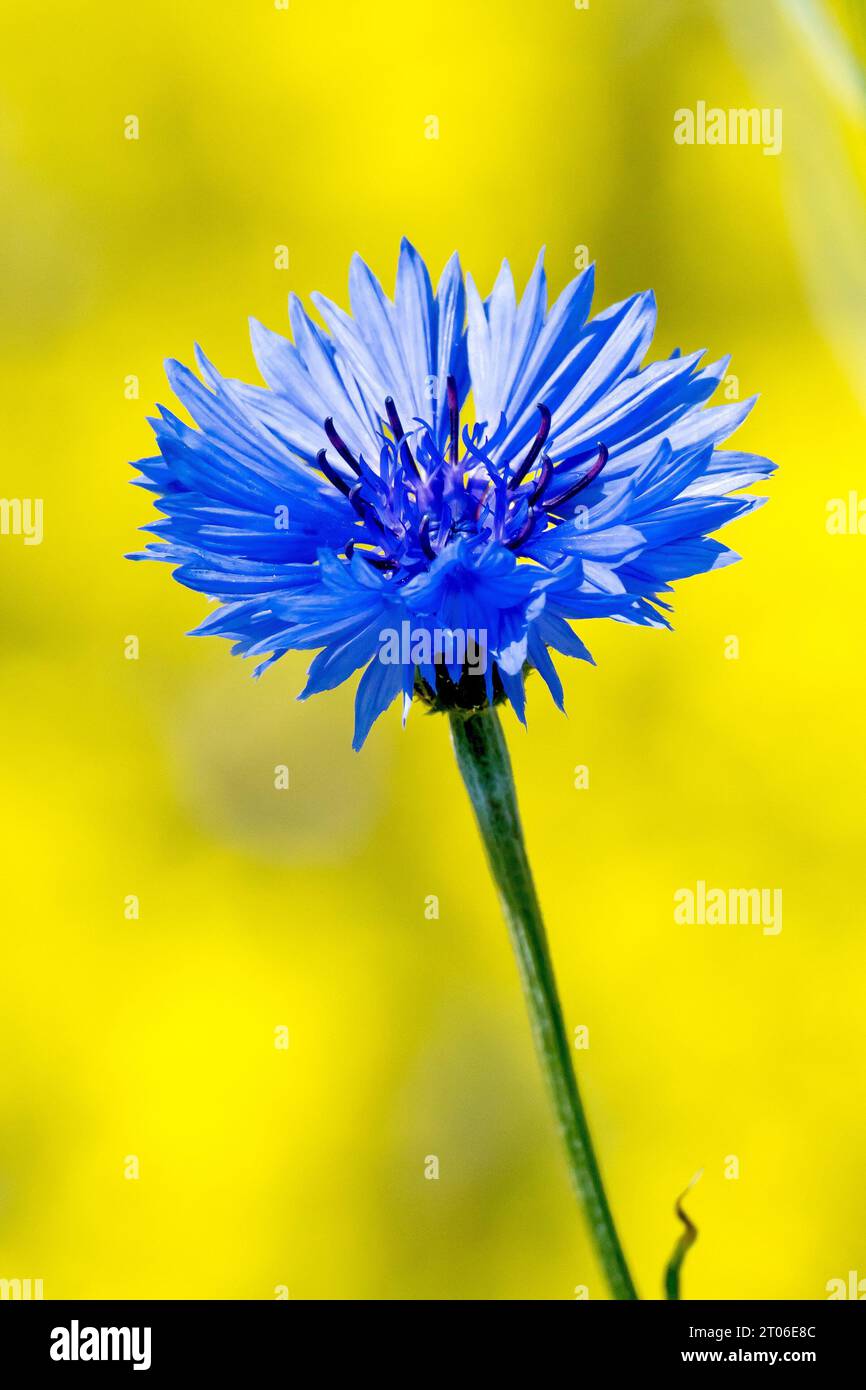 Cornflower (centaurea cyanus), also known as Bluebottle, close up of a single blue flower shot against the yellow of a rapeseed field. Stock Photo