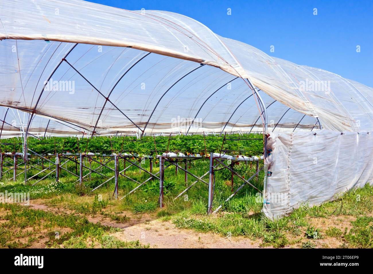 The entrance to a polytunnel on an intensive soft fruit farm on the east coast of Scotland, showing rows of benches dedicated to growing strawberries. Stock Photo