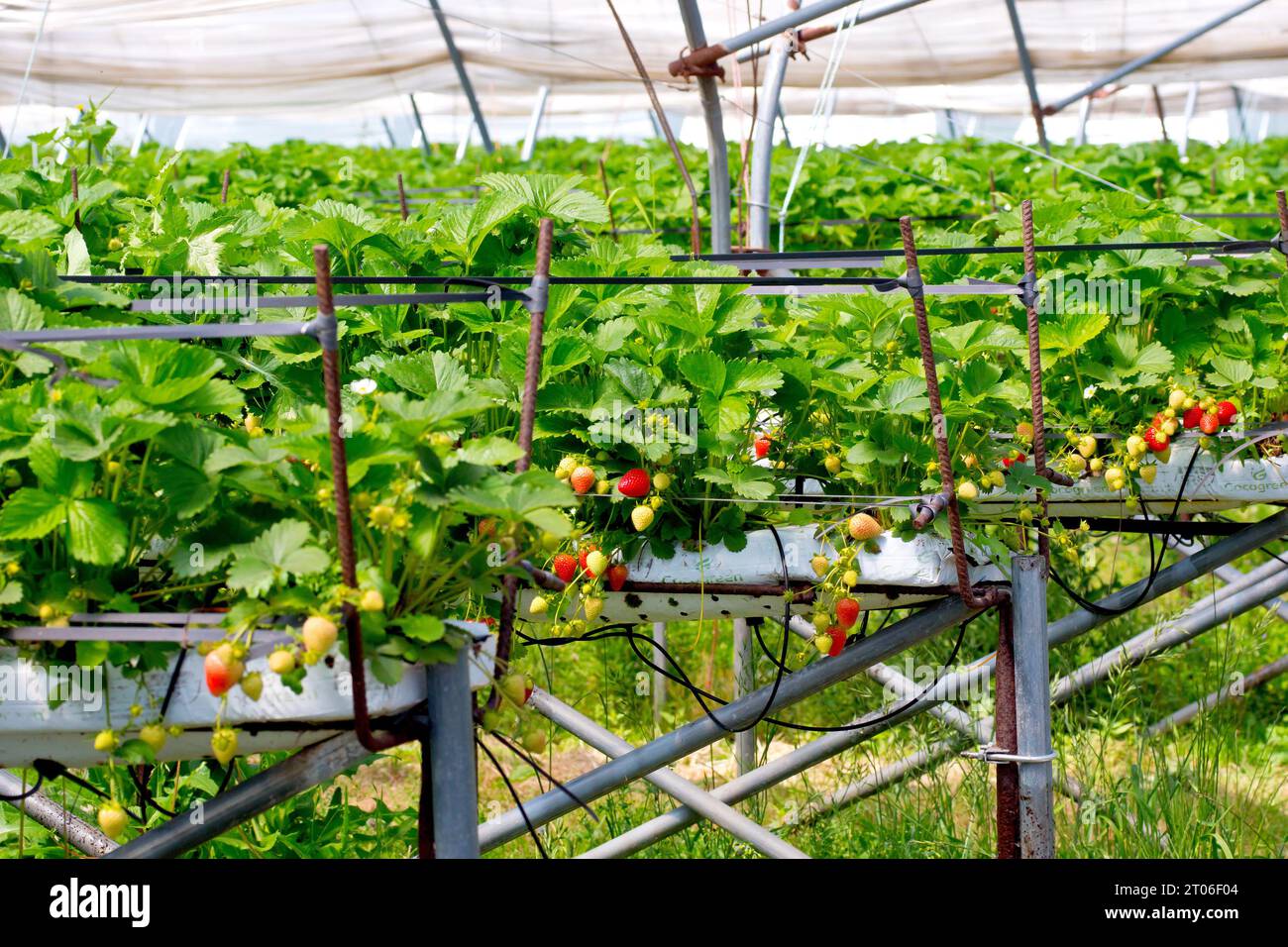 A view inside a polytunnel showing makeshift metal benches holding compost bags with huge numbers of strawberry plants, the fruit beginning to ripen. Stock Photo