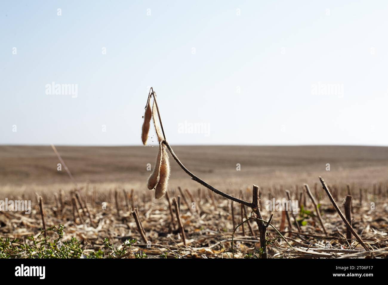Ground soybeans hi-res stock photography and images - Alamy
