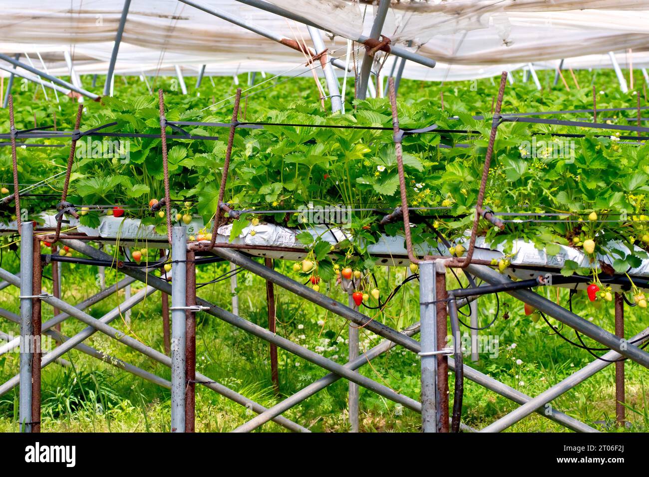 A view inside a polytunnel showing makeshift metal benches holding