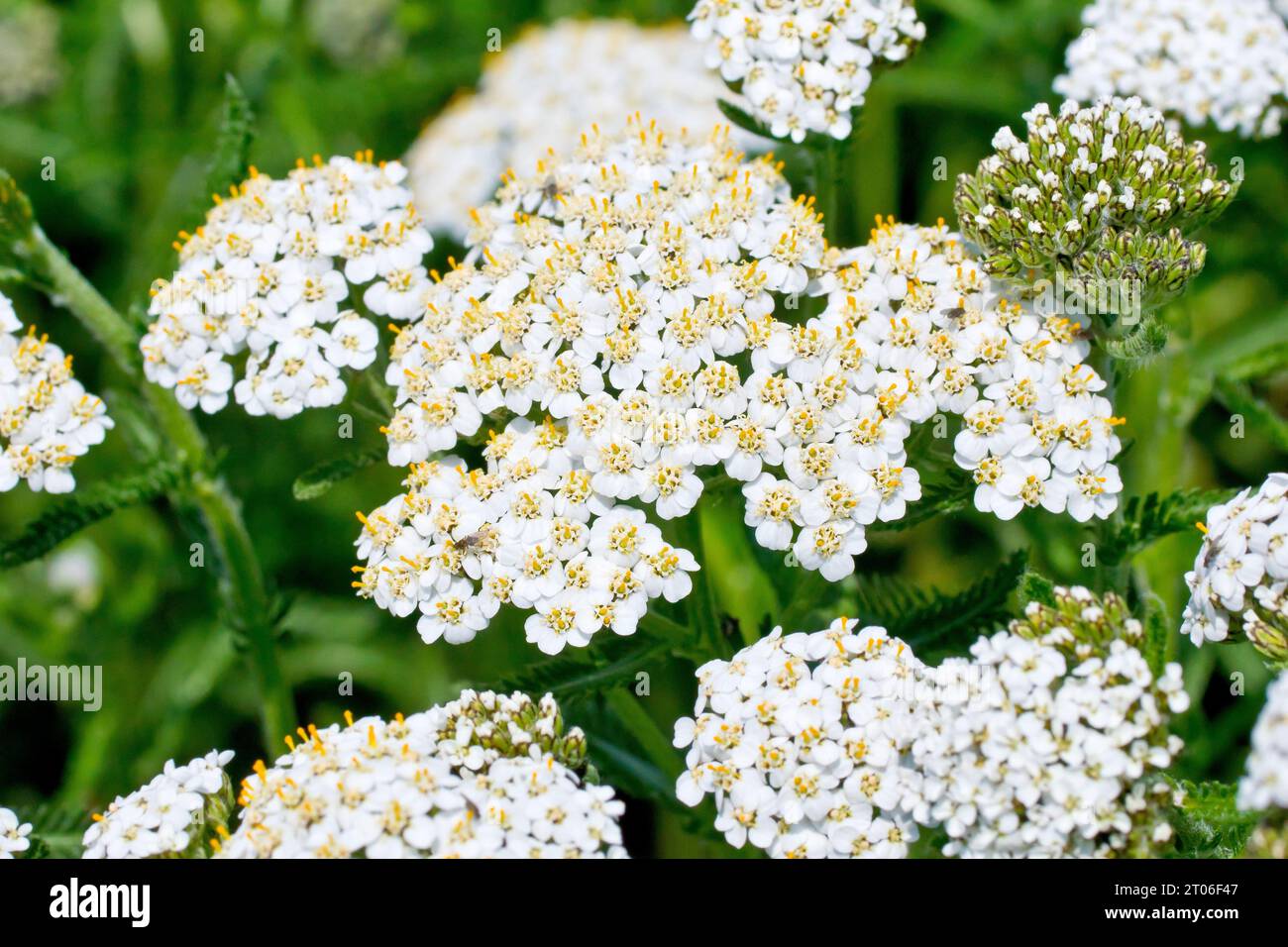 Yarrow (achillea millefolium), close up focusing on a single large flowerhead out of many, with buds yet to flower. Stock Photo