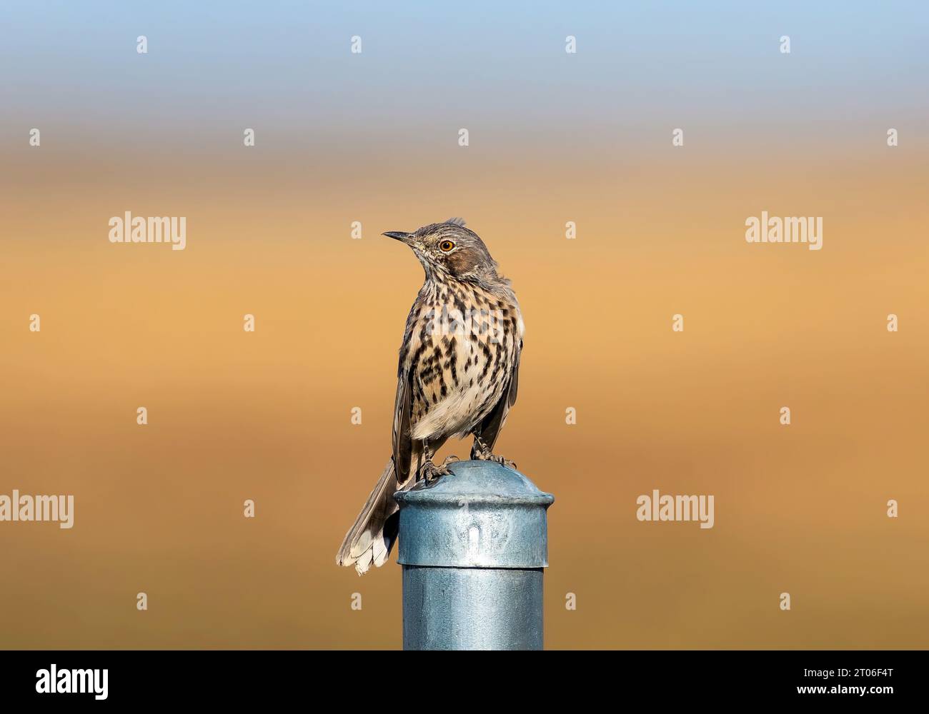 A Sage Thrasher bird looking about a wide open prairie field. Stock Photo