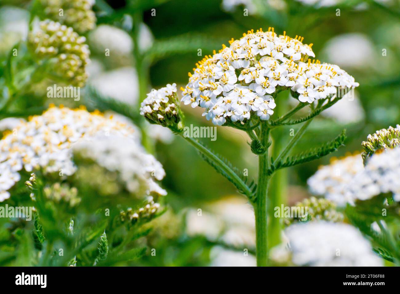 Yarrow (achillea millefolium), close up focusing on a single isolated head of white flowers out of many. Stock Photo