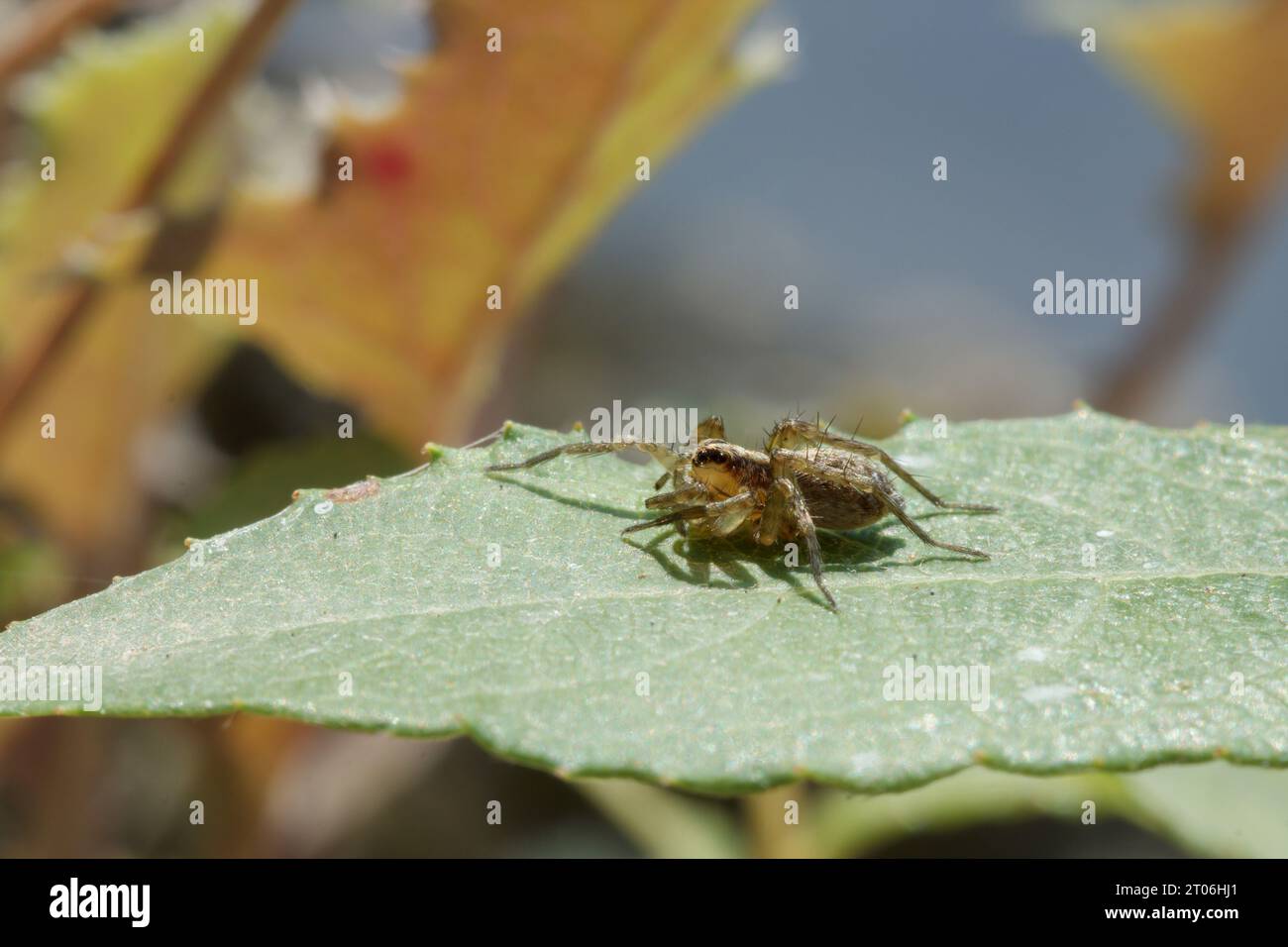 Small spider on green leaf of plant in a river Stock Photo