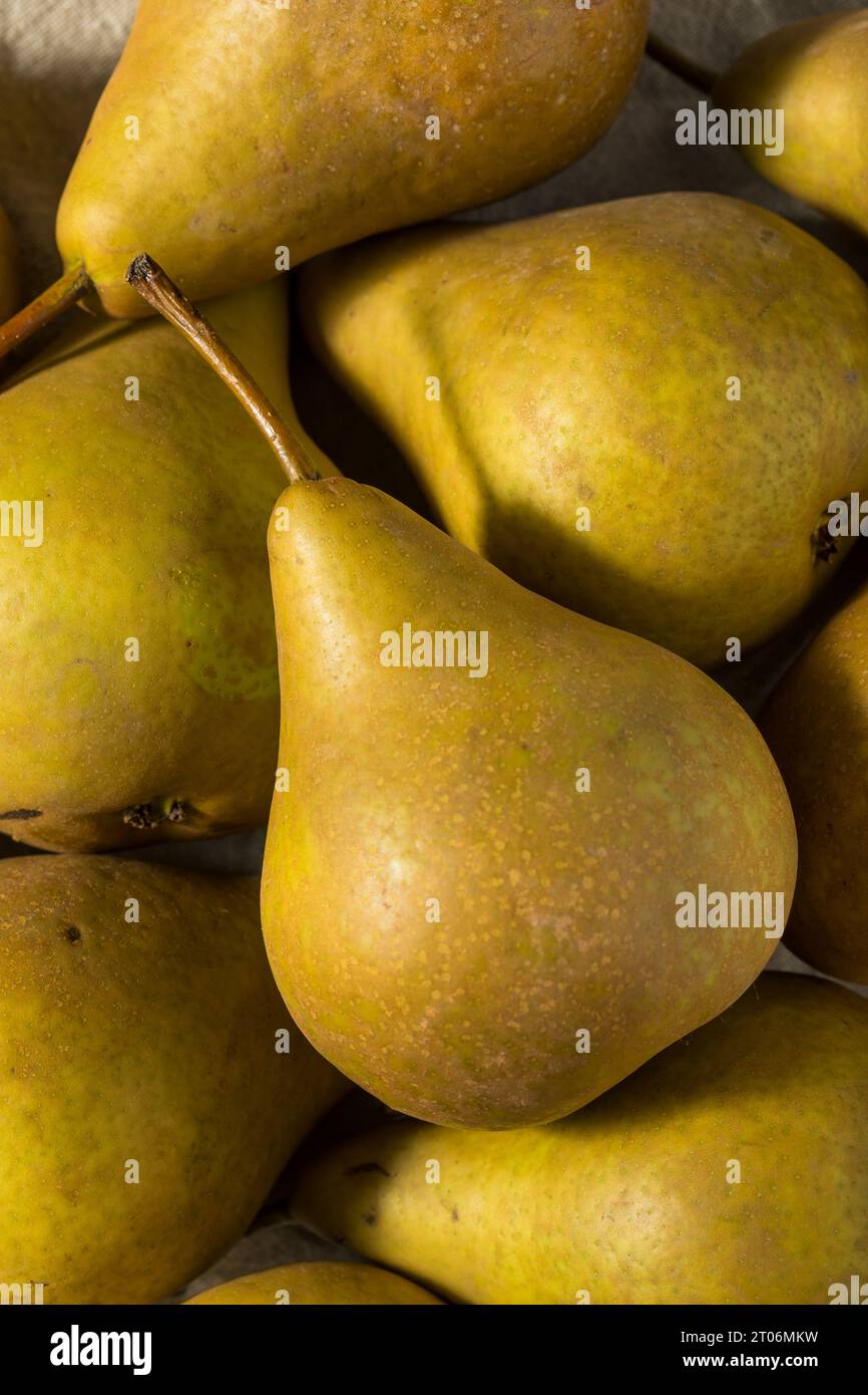 Raw Brown Organic Bosc Pears in a Bunch Stock Photo Alamy