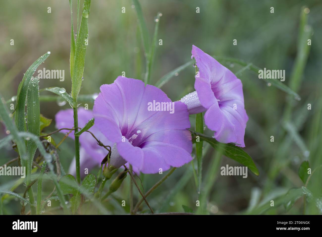 Ipomoea lindheimeri hi-res stock photography and images - Alamy