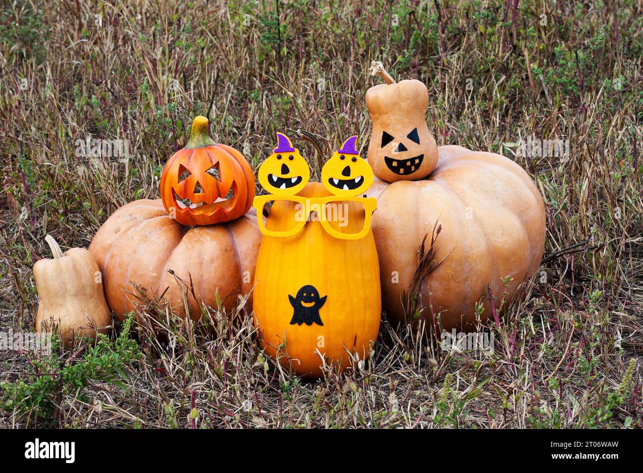 group of large and small pumpkins in field. Pumpkins are decorated for Halloween celebration. Autumn harvest of organic ripe pumpkins. Stock Photo