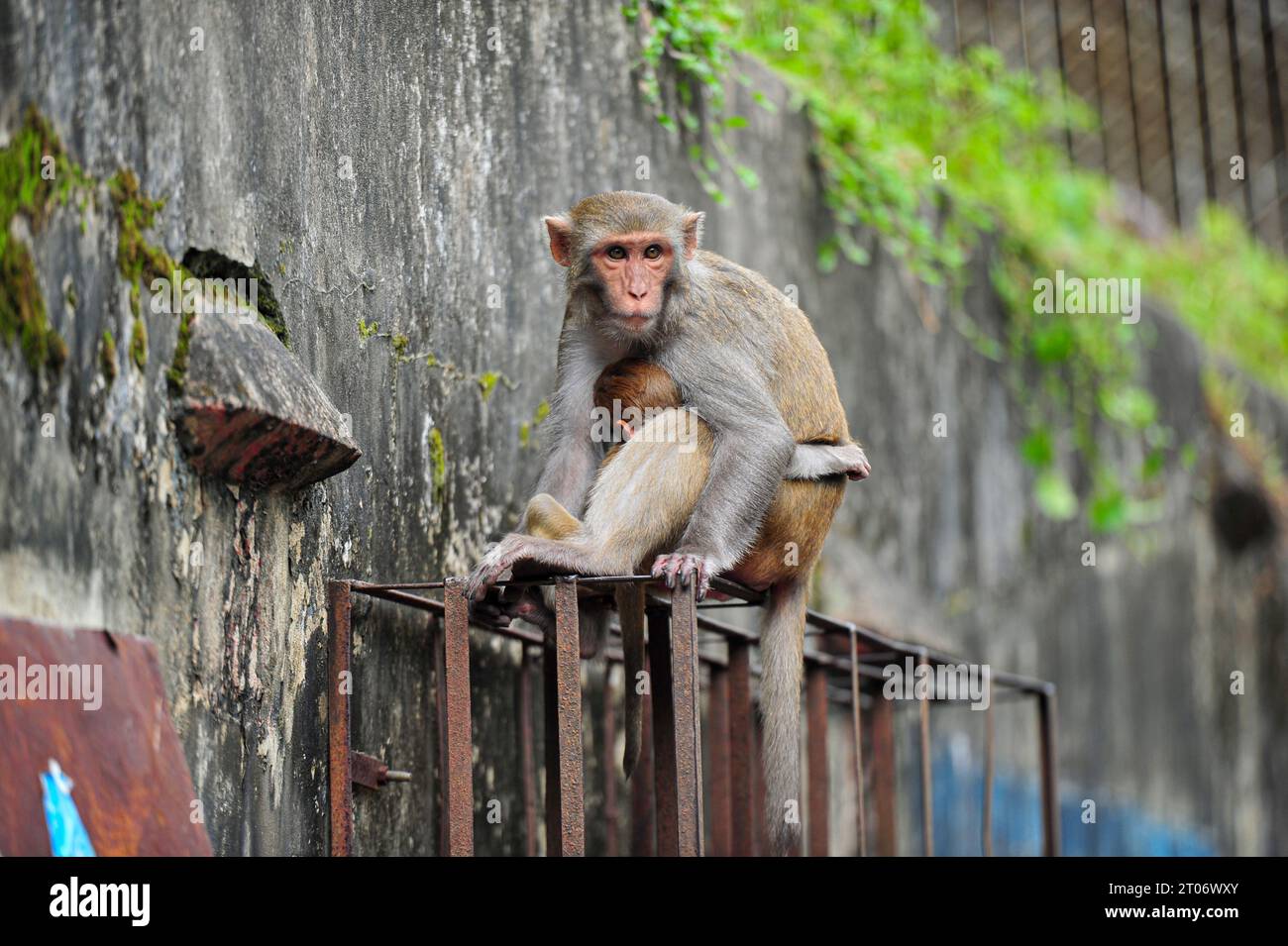 Sylhet, Bangladesh. 4th Oct, 2023. Rhesus Macaque monkey at the geologist chasnipir (R) Shrine premises in Sylhet, Bangladesh. World Animal Welfare Day is a global initiative for the welfare of animals that educates people about the significant role of animals in nature and their importance for maintaining the ecological balance. on October 4, 2023 in Sylhet, Bangladesh. (Credit Image: © Md Rafayat Haque Khan/eyepix via ZUMA Press Wire) EDITORIAL USAGE ONLY! Not for Commercial USAGE! Stock Photo