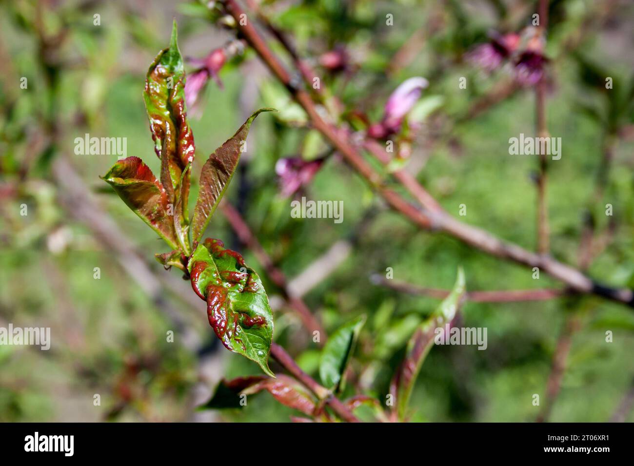 Peach tree disease leaf curl. fungal disease Taphrina deformans