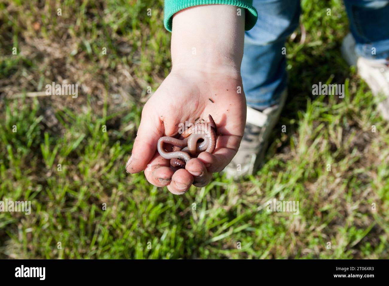 Child holds earthworms in his hand. Spring. Outdoor. View from above Stock Photo