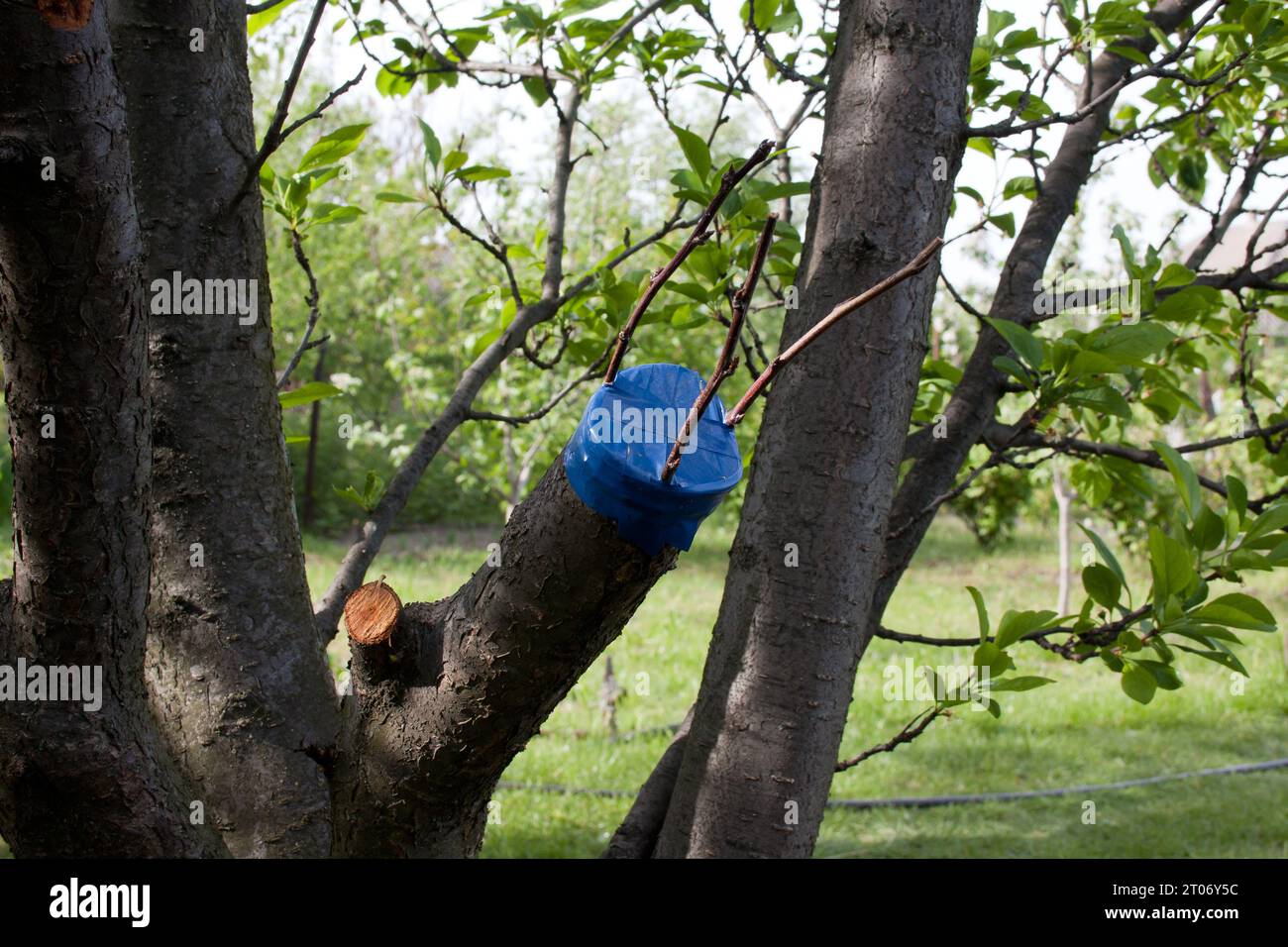 Tree grafting - Stock Image - E770/0967 - Science Photo Library