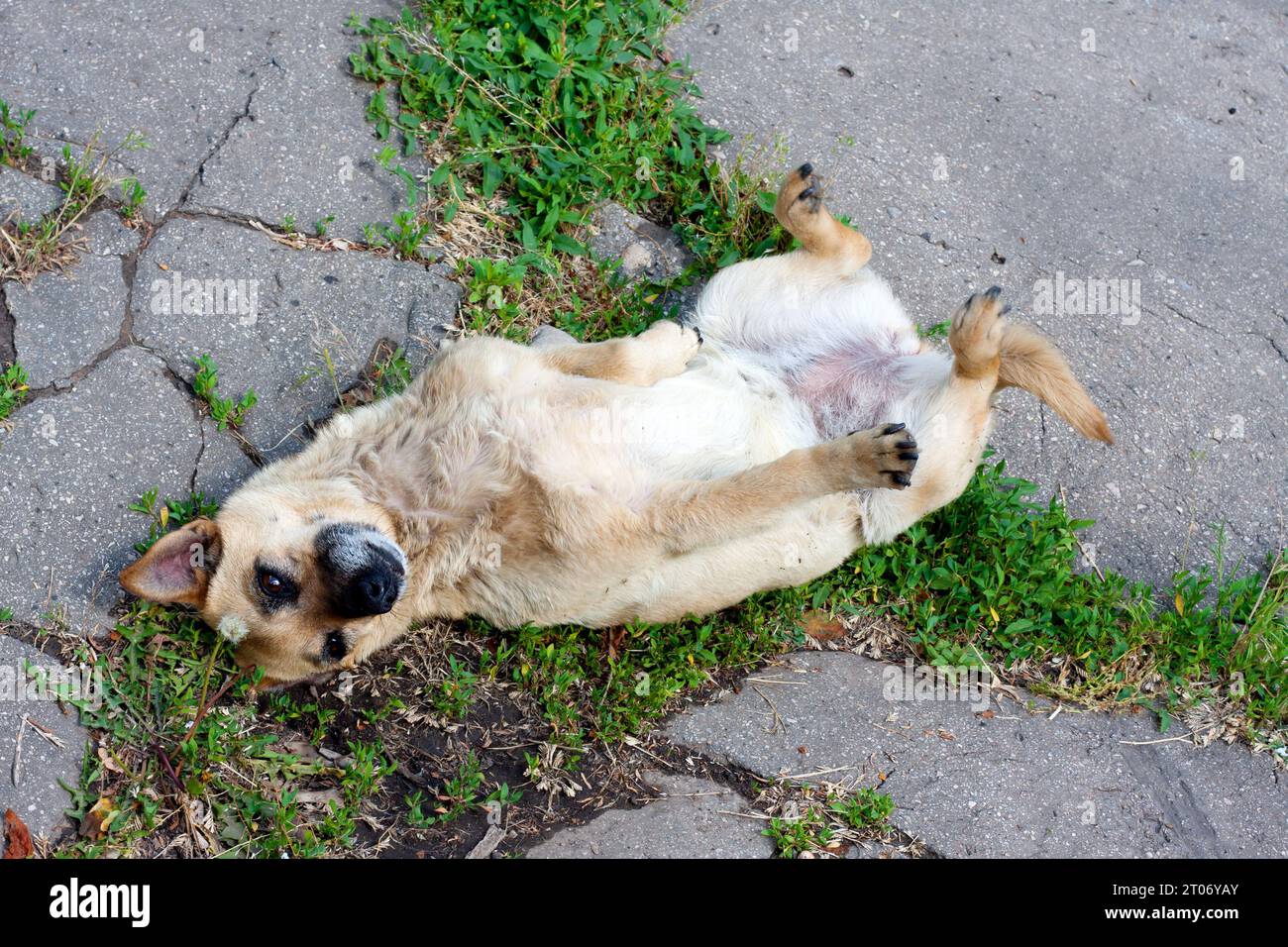 Mongrel dog lies on pavement on its back and paws up. Dog shows his