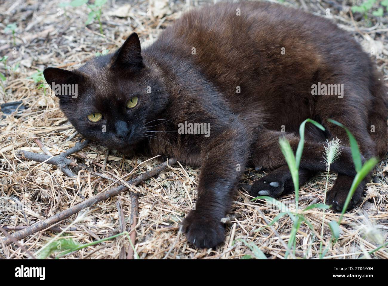 Portrait of mongrel black cat with yellow eyes, lies on dry grass, wary look. Summer. Outdoor. International cat day. Stock Photo