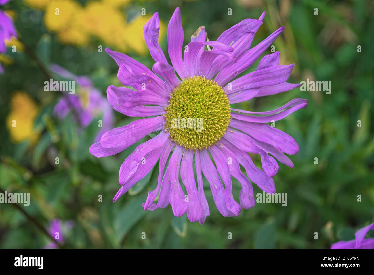 Closeup of flower of Aster alpinus in a garden in early autumn against diffused background close-up. Stock Photo