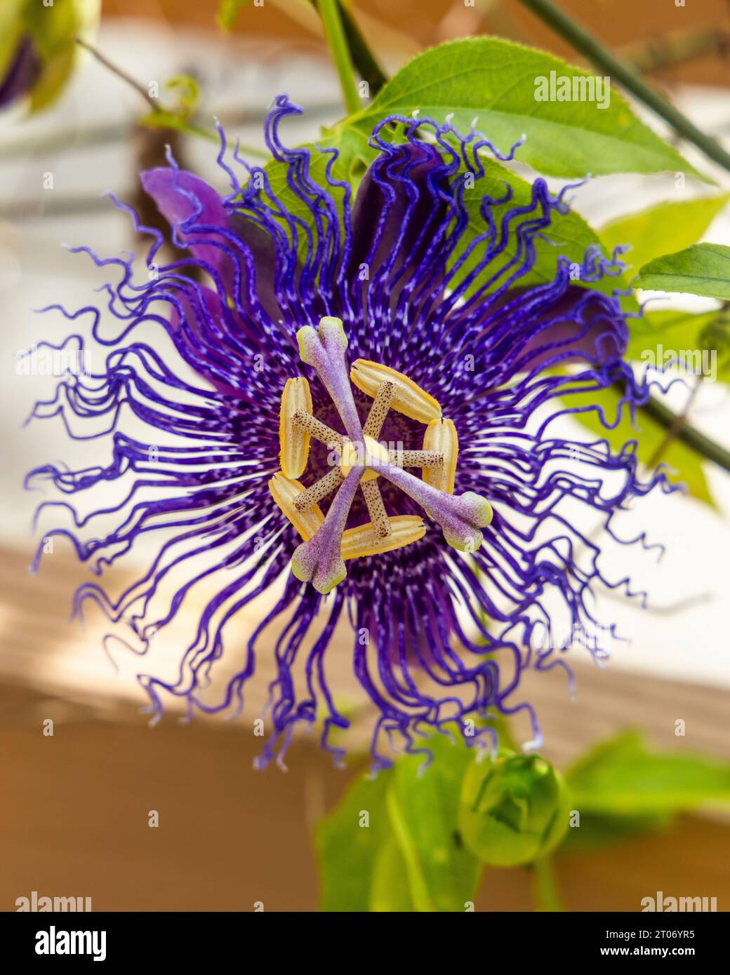 Close-up from a Passiflora flower in bloom at founded at Coconut Creek, FL on September 30th, 2023 Stock Photo