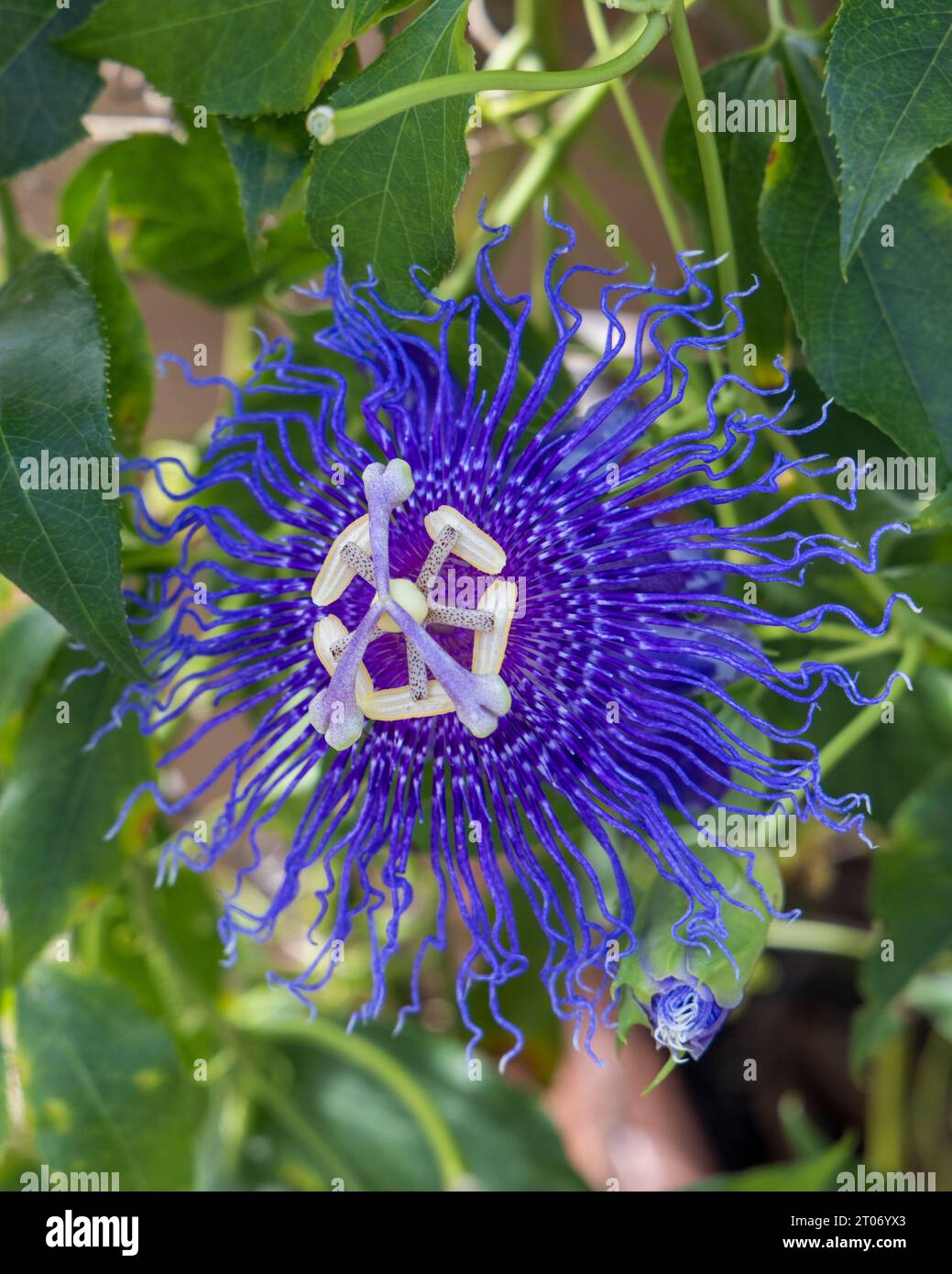 Close-up from a Passiflora flower in bloom at founded at Coconut Creek, FL on September 30th, 2023 Stock Photo