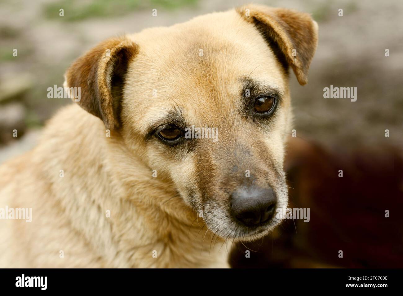 Closeup portrait of dog with sad expression. Mongrel on street. Outdoor. world animal day, national mutts day Stock Photo