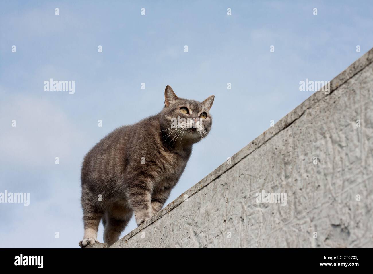 gray tabby cat with yellow eyes standing on concrete fence, blue sky background. beautiful fluffy cat walking along fence, carefully looking ahead. Ou Stock Photo