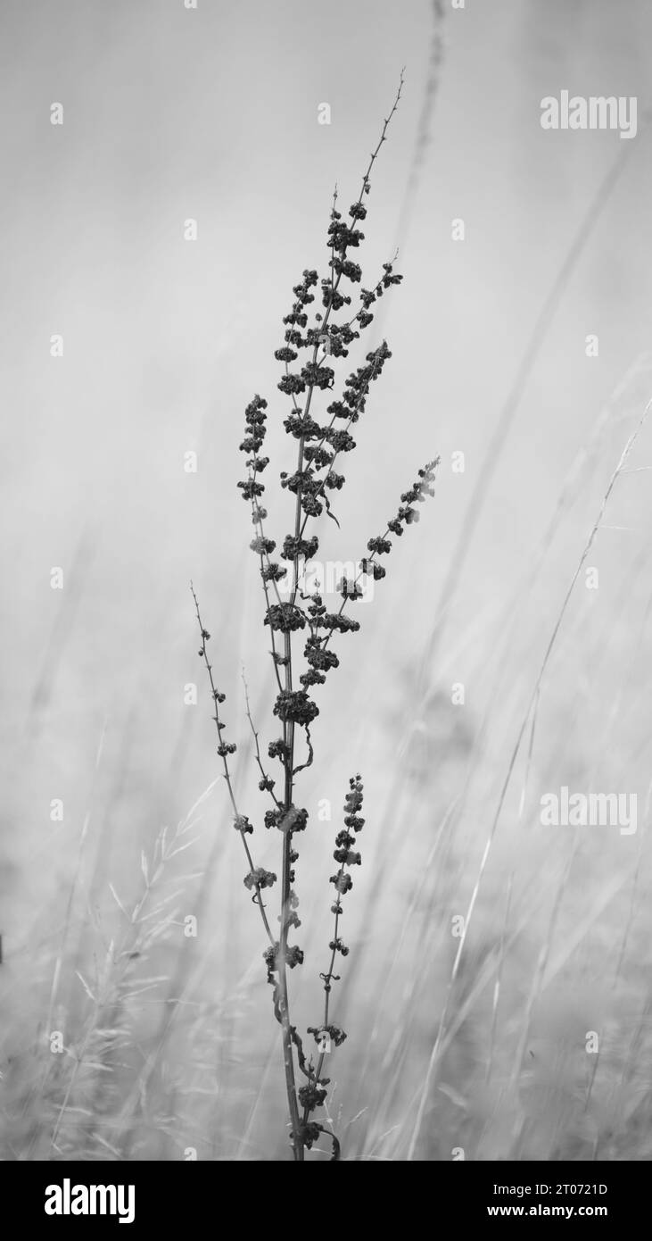 Tall grasses background Black and White Stock Photos & Images - Alamy