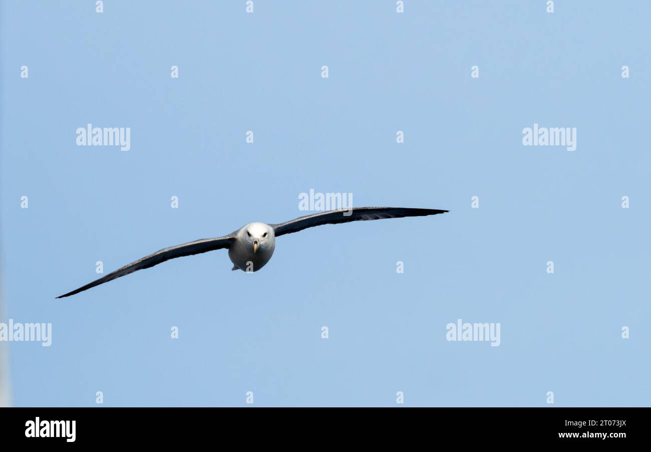 Northern fulmar bird flying in the sky in the sea between Greenland and Iceland, in the Arctic Stock Photo
