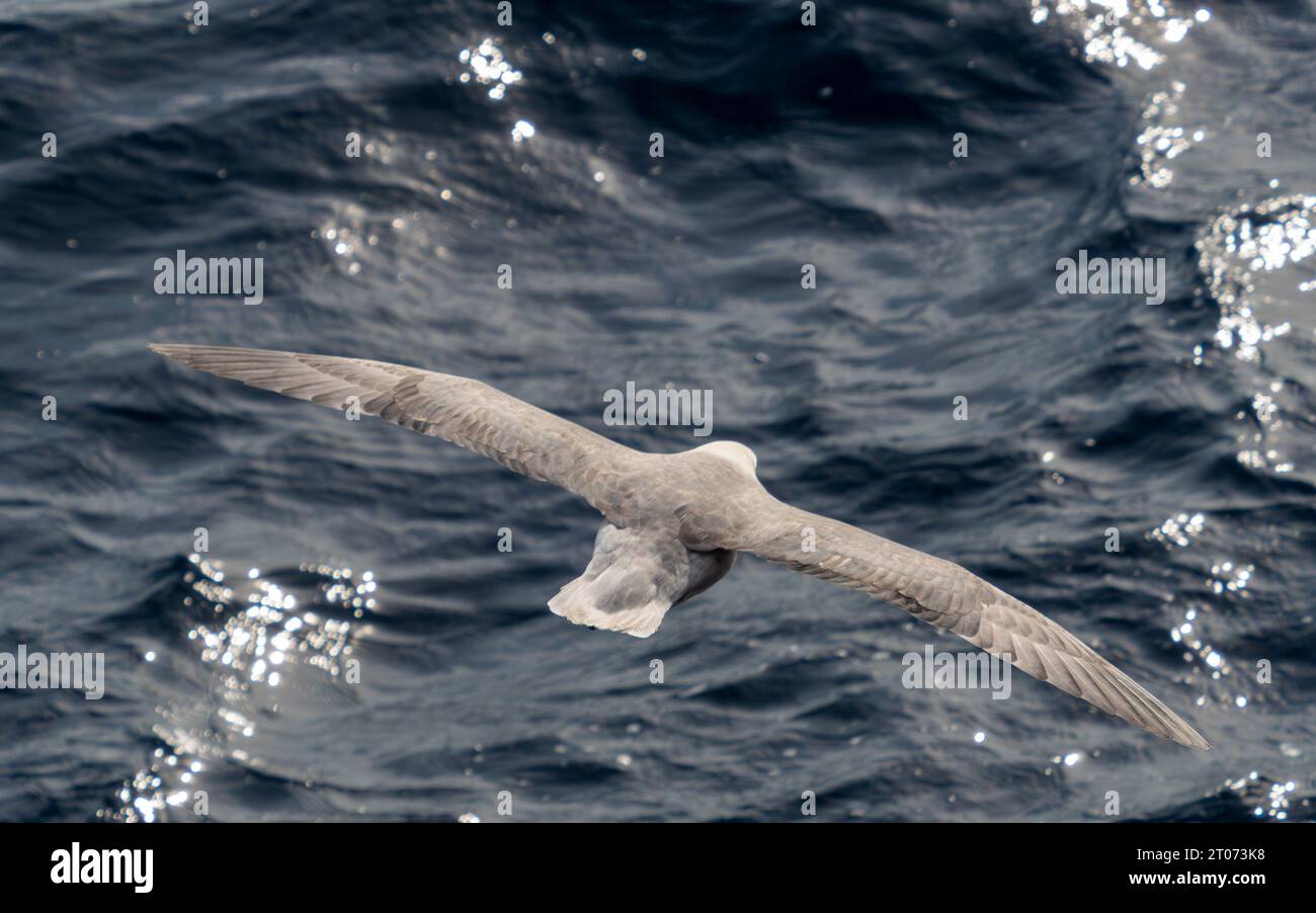 Northern fulmar bird flying over the sea between Greenland and Iceland, in the Arctic Stock Photo