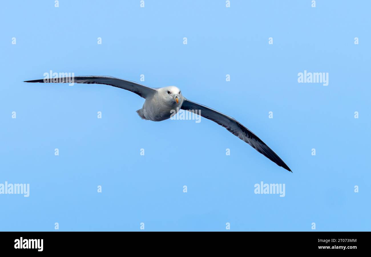 Northern fulmar bird flying in the sky in the sea between Greenland and Iceland, in the Arctic Stock Photo