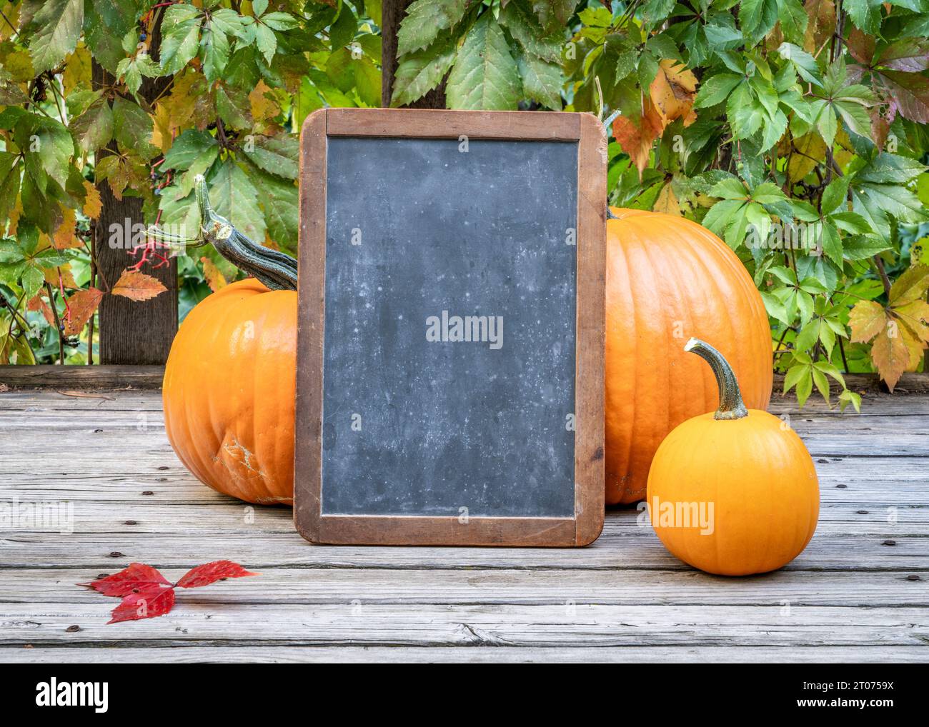 blank retro slate blackboard sign a rustic wooden deck with pumpkins Stock Photo